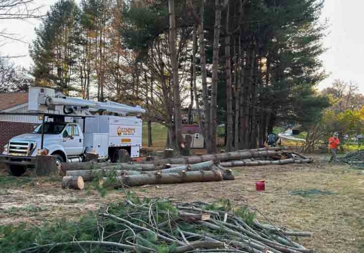 A tree service operation with fallen logs and branches near a service truck in a residential area.