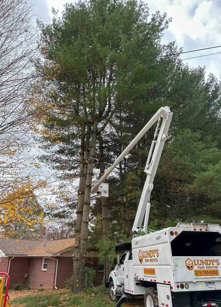 A tree service worker using an aerial lift to prune tall trees beside a residential home.
