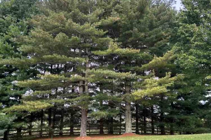 Line of tall pine trees along a residential yard demonstrating well-maintained landscaping.