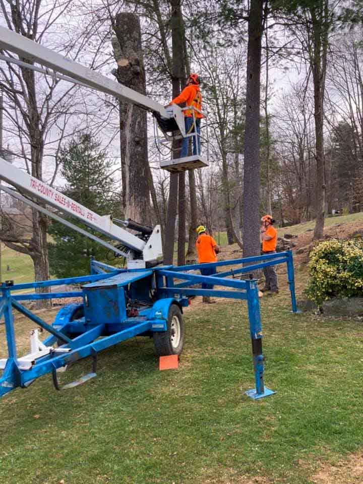 A team of tree service workers operating an aerial lift to trim a tall tree, focusing on teamwork and safety.