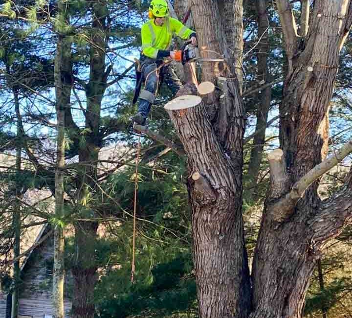 A professional arborist wearing a bright lime safety suit while trimming a large tree with a chainsaw, secured by safety ropes.