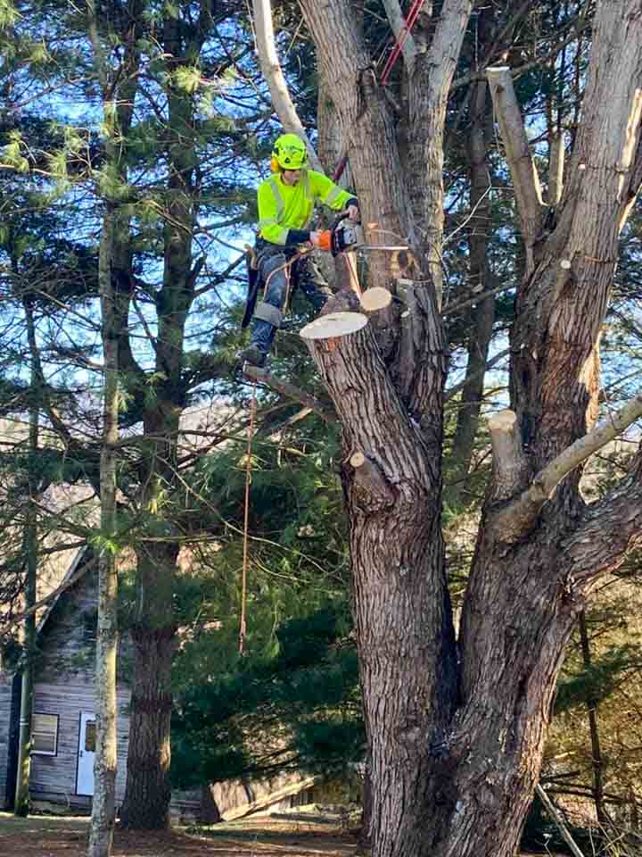 A professional arborist wearing a bright lime safety suit while trimming a large tree with a chainsaw, secured by safety ropes.