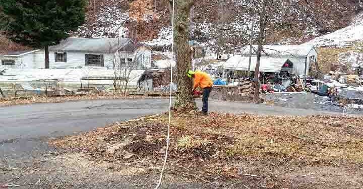 A worker in orange ensures safety while cutting a tree, with ropes and safety gear in a wintry setting.