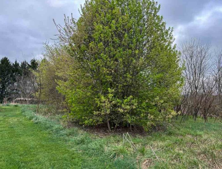 A lush, green tree in early bloom, standing isolated near a suburban area.