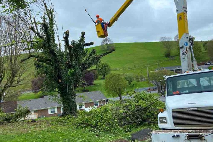 Close-up view of a tree trimming operation with a worker in an aerial lift cutting a tree branch over a residential area.