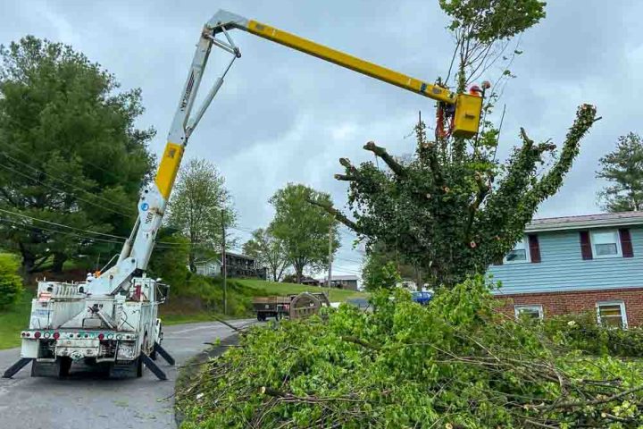 A tree service worker in a yellow lift carefully trims a large tree with houses in the background, highlighting residential tree care.