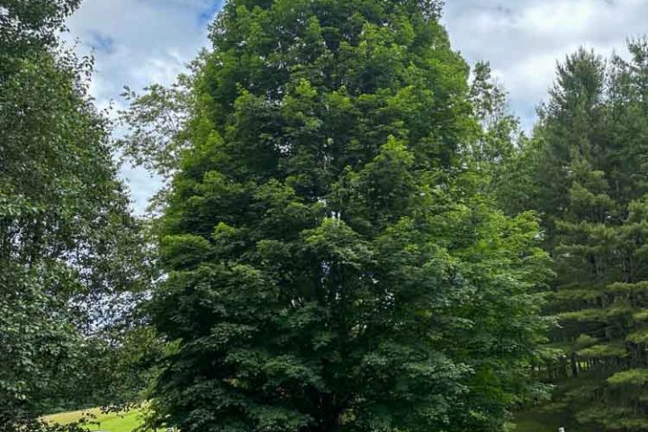 A lush, full green tree on a well-kept lawn, with a tree service truck parked nearby, illustrating before trimming appearance.