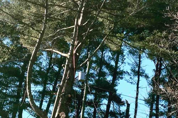 Worker in a hydraulic lift pruning a tall pine tree.