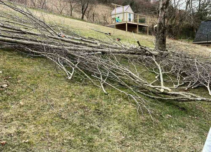 A large fallen tree with thin branches spread across a grassy lawn.