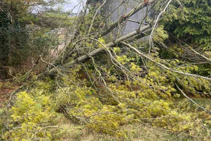 Fallen tree branches on grass near a house post-storm.