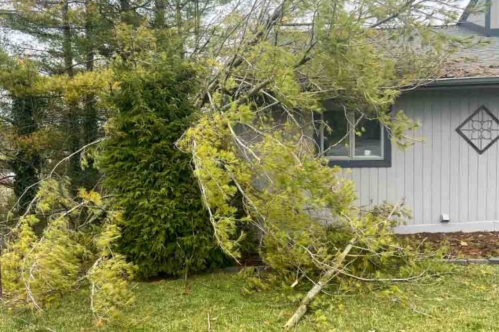 A tree fallen across the yard of a gray house, partially covering the window, demonstrating storm damage.