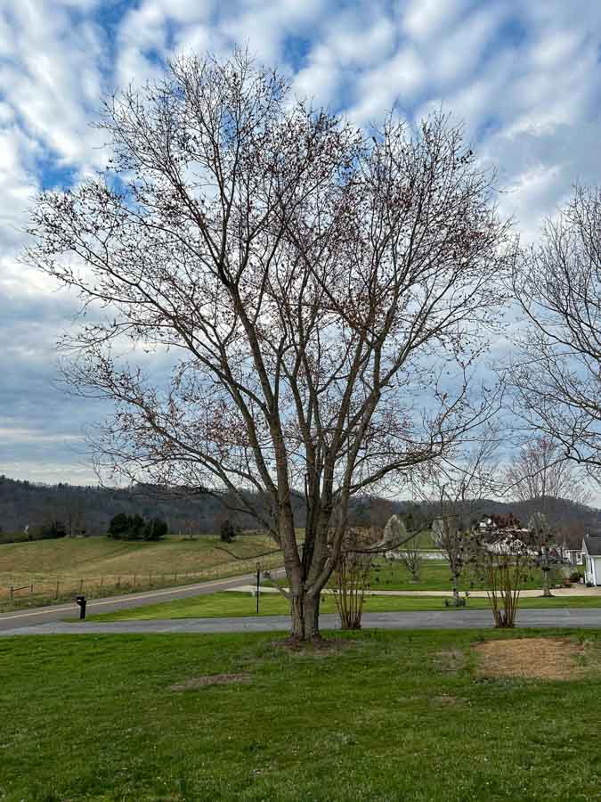 A lone tree standing in a grassy field, possibly awaiting maintenance or removal as part of landscaping services.