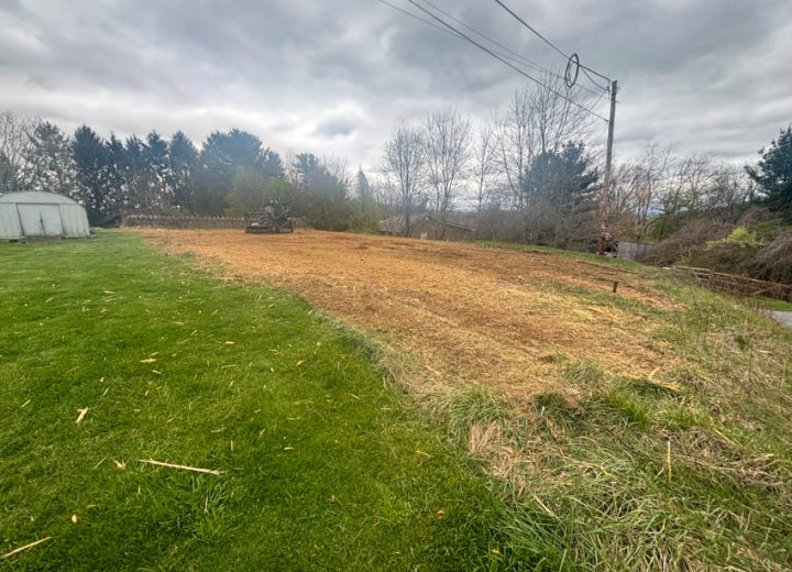 A clear boundary between grassy and mulched areas, showcasing landscaping efforts after tree service work.