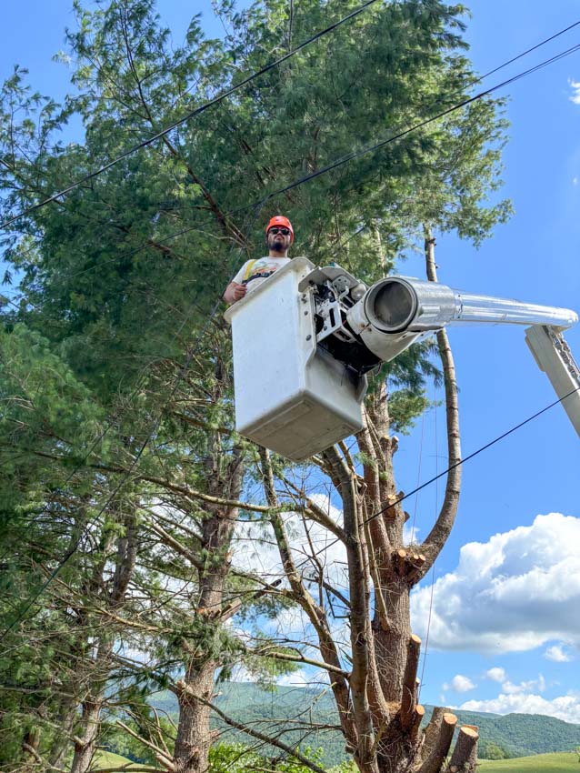 A worker in a bucket truck trimming branches from a tall tree, demonstrating professional high-reach tree maintenance services.