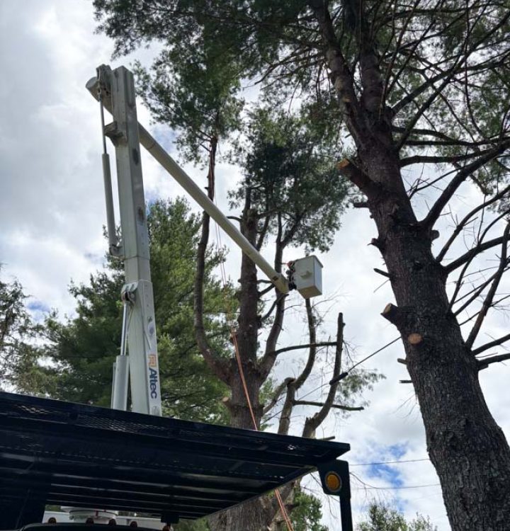 A bucket truck equipped with specialized equipment is used for trimming or removing branches from a tall tree.